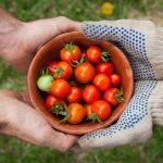 two pairs of hands, one in gardening gloves, hold a bowl of red tomatoes