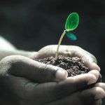 stewardship hands plant